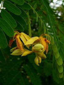 tamarinier