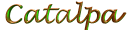Catalpa, Catalpa bignonioides