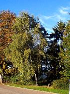 Bouleau