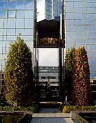 Ch�ne fastigi�