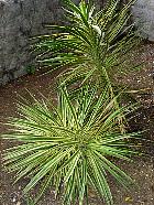 Dracena
