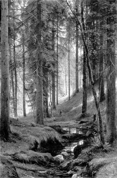ruisseau_foret.JPG
